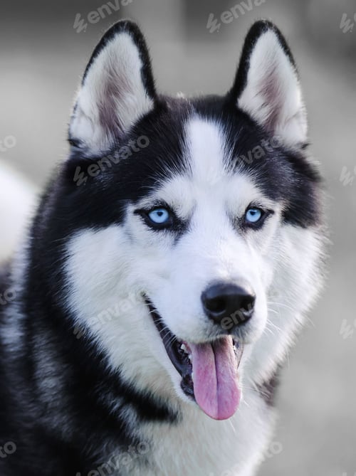 Preview: dog, siberian husky, pets, dogs, wilderness