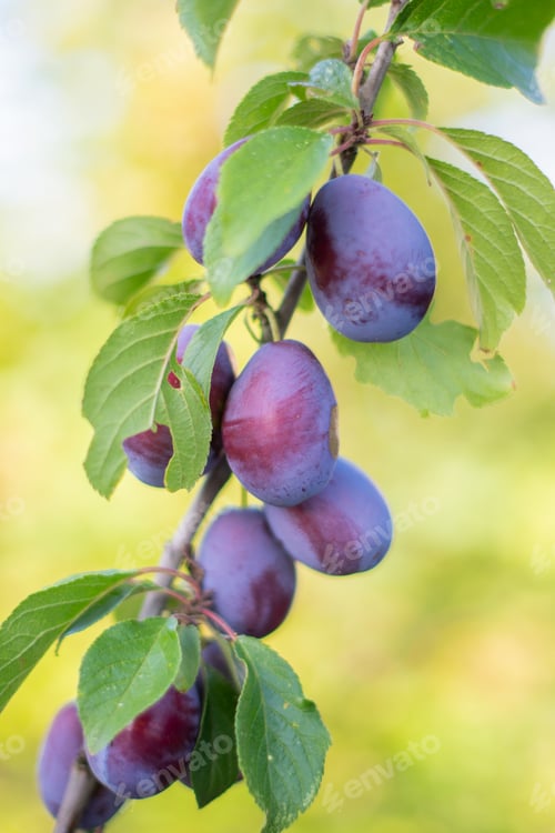 Preview: Ripe purple plums hanging from tree branch, nestled among verdant leaves, bathed in soft orchard