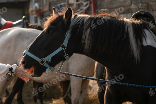 Preview: Horse eating carrot.