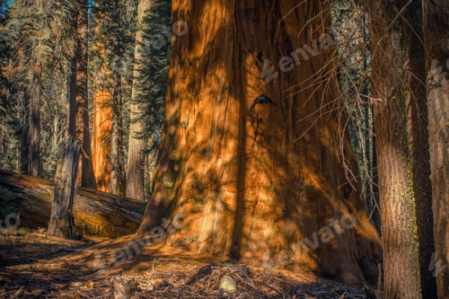 Preview: Giant Ancient Forest