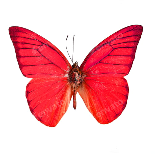 Preview: fancy butterfly isolated on white