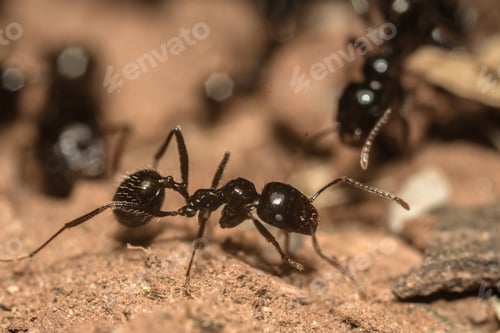 Preview: Macro shot of an ants colony