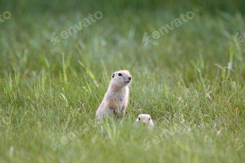 Preview: Hide and Seek Prairie Dogs