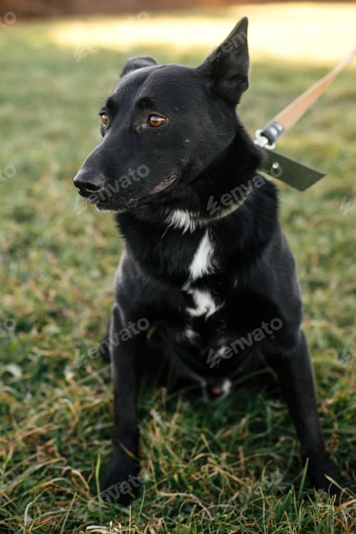 Preview: Cute dog walking with volunteer in grass in green park