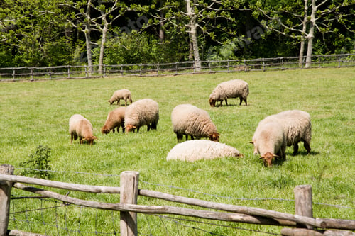 Preview: flock Sheep grazing in green field, natural light, outdoors, countryside, farm, green, grass, nature