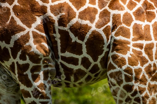Preview: Reticulated Giraffe (Giraffa reticulata) at El Karama Ranch, Laikipia County, Kenya