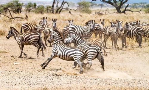 Preview: Two zebras fighting at the plains of Serengeti