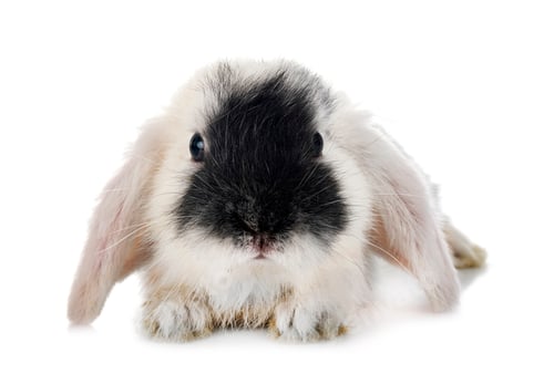 Preview: mini lop in studio