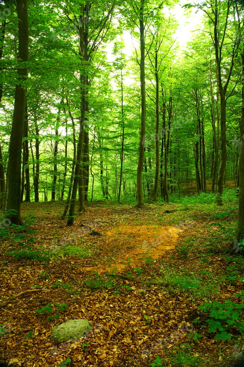 Preview: Lush forest in the spring