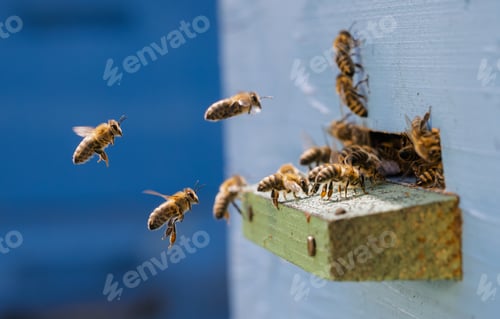 Preview: Honey bees fly near a beehive.