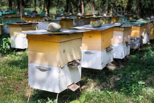 Preview: Wooden boxes for apiaries or boxes for beehives for beekeeping and collecting honey.