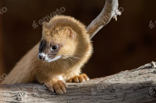 Preview: Small Siberian skunk perching on wood