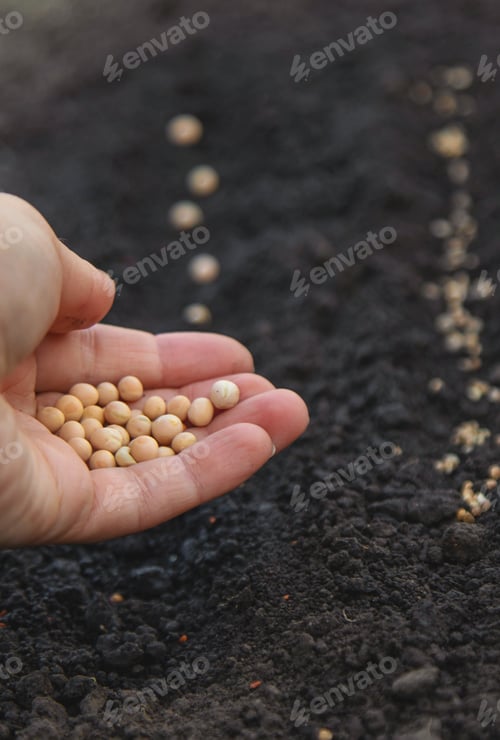 Preview: Sow seeds in the garden for rose gardens. selective focus.