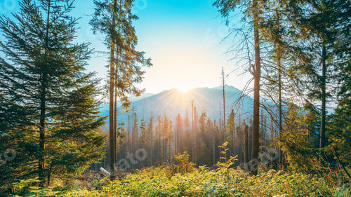 Preview: Tatra National Park, Poland. Sunrise Above Summer Mountain And Forest Landscape. Sun Sunshine With