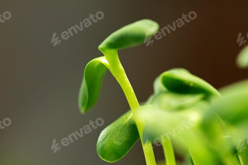 Preview: Young green sprout of micro green on blurred background
