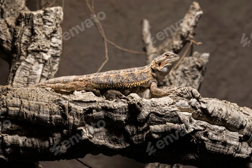 Preview: a bearded dragon on a tree camouflage
