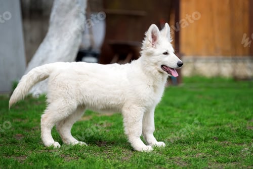 Preview: Berger Blanc Suisse White german shepherd poppy