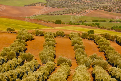 Preview: Olive tree fields in Toledo. Spanish agricultural harvest landscape.