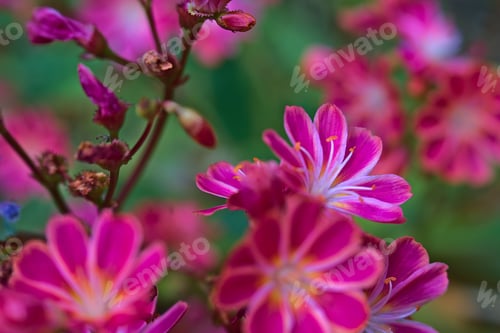 Preview: close up of flowers in blossom