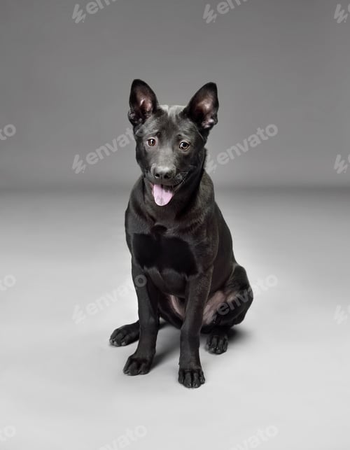 Preview: Puppy of black Thai Ridgeback