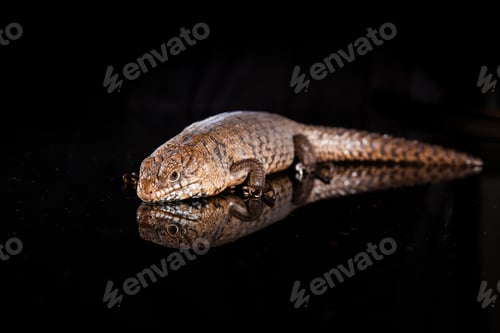 Preview: Pair of Cunningham skinks - Egernia cunninghami - skink species, Australia