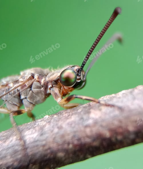 Preview: Ant lion