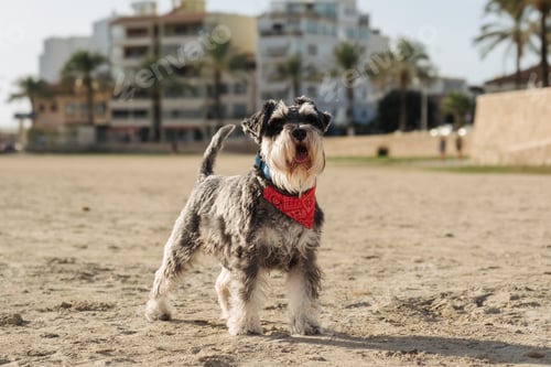 Preview: Schnauzer with bandana enjoying a sunny day at the beach