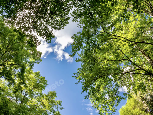 Preview: Beautiful shot of the Buzzard's Swamp in Marienville, Pennsylvania