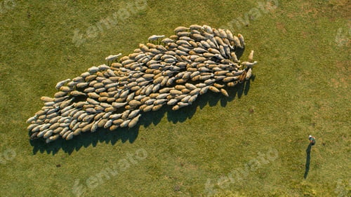 Preview: Herd Of Sheep Moving In A Circle