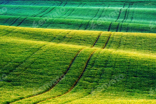 Preview: Green wheat rows and waves of the agricultural fields
