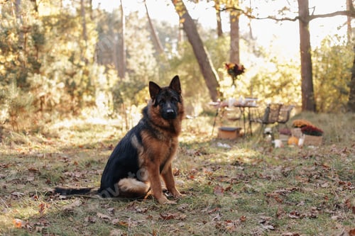 Preview: Full length portrait of friendly adult black and tan German Shepherd dog looking at camera