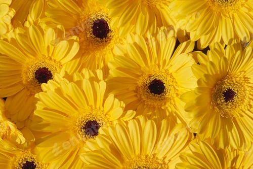 Preview: Yellow gerberas flowers background. Blooming Floral Tessellation.