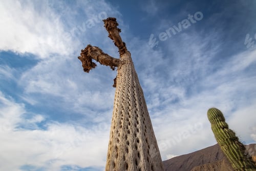 Preview: Cardon Cactus wood at Pucara de Tilcara pre-inca ruins - Tilcara, Jujuy, Argentina