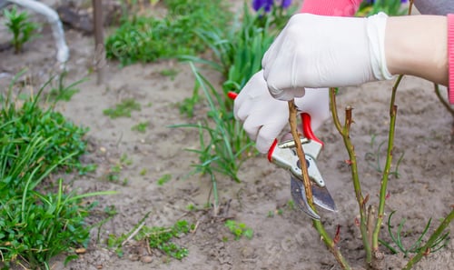 Preview: Close-up of gardeners in protective gloves with a garden pruner doing spring pruning of a rose bush.