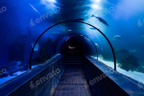 Preview: fishes swimming under water in aquarium above passage with blue lighting