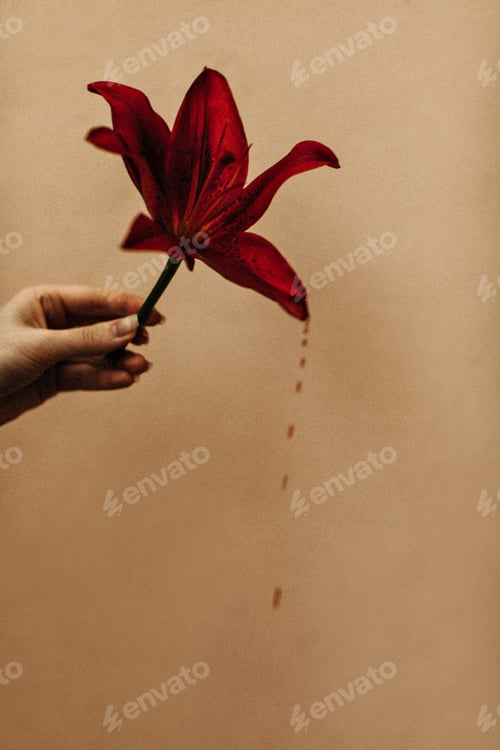 Preview: Snapshot of red flower on beige background. Photo of burgundy lily on isolated backdrop