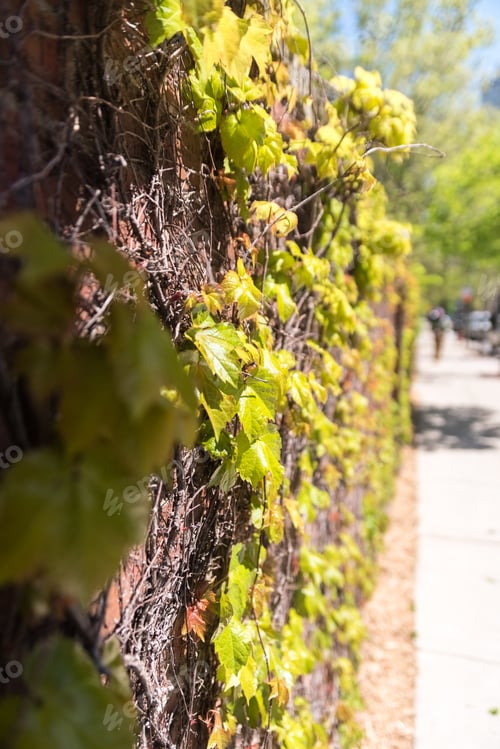 Preview: Green Flowers On A Brick Wall In The Street