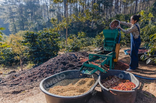 Preview: Worker in Wet process for ripe coffee wash in pulping machine.