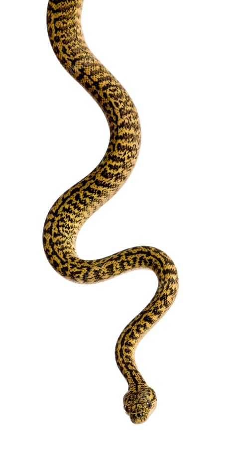 Preview: Morelia spilota variegata, a subspecies of python, against white background