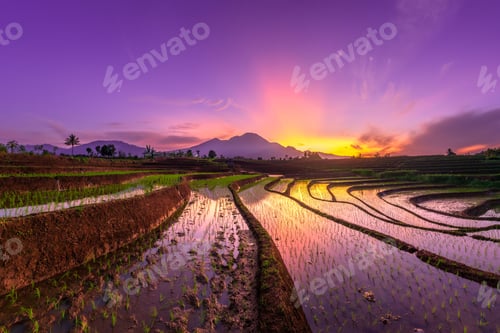 Preview: Beautiful morning view indonesia Panorama Landscape paddy fields with beauty color and sky natural
