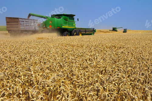 Preview: A combine harvester loads grain into a trailer during harvest on wheat field.