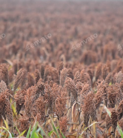 Preview: Fields of grain