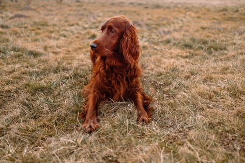 Preview: The Irish setter lies on a grass
