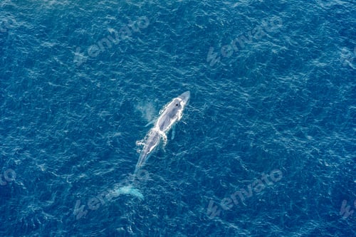Preview: Top view of a Blue Whale on the surface of the sea