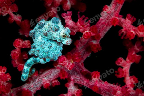 Preview: Pygmy Seahorse near red plant