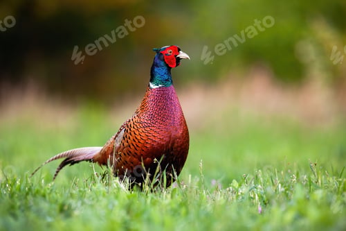 Preview: Wild common pheasant cock in spring with space for copy