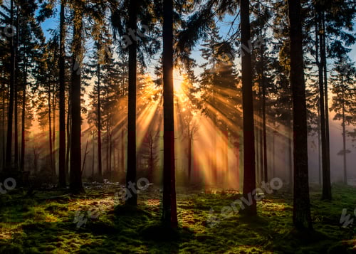 Preview: Germany, Hesse, Feldberg, sunrise and morning mist