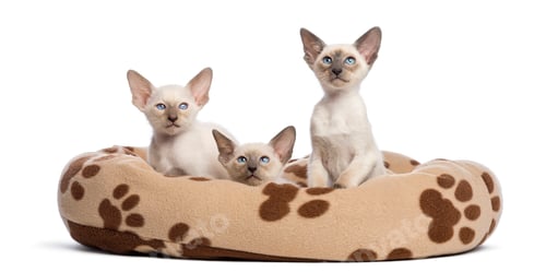 Preview: Three Oriental Shorthair kittens, 9 weeks old, sitting in cat bed against white background