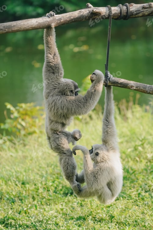 Preview: Lutung budeng or East Javan langur or Trachypithecus auratus sitting on a tree branch.