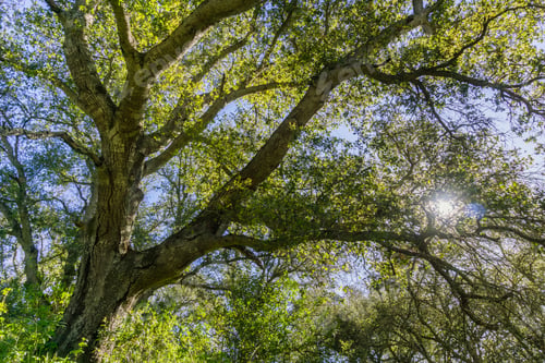 Preview: Large oak tree providing shade, Henry W. Coe State Park, California
